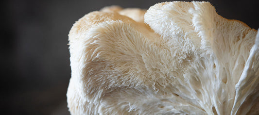 Health benefits of lions mane mushroom